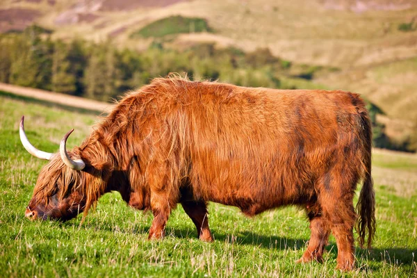 Highland angus vacă — Fotografie, imagine de stoc