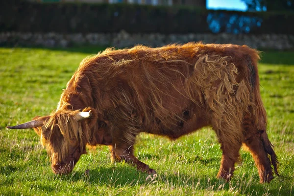 Highland angus cow — Stock Photo, Image