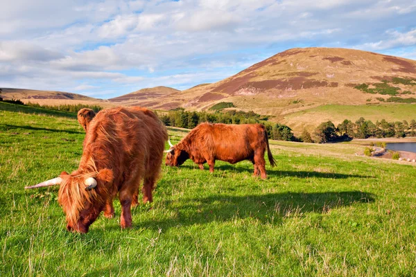 Highland kráva angus — Stock fotografie