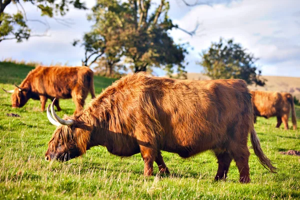 Горноангусская корова — стоковое фото
