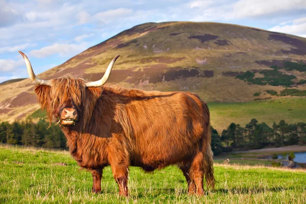 Highland angus cow — Stock Photo, Image