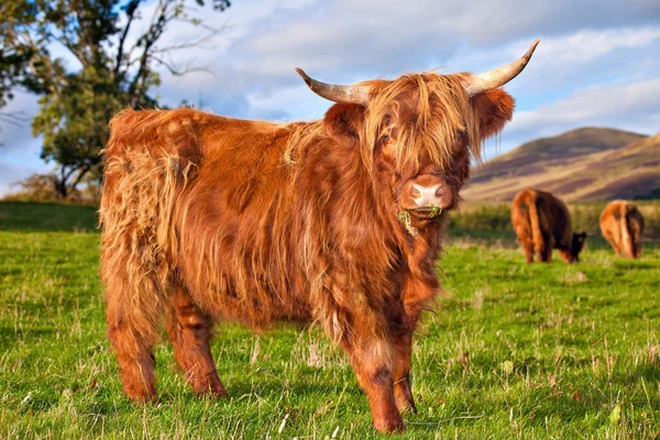 Vaca angus das terras altas — Fotografia de Stock