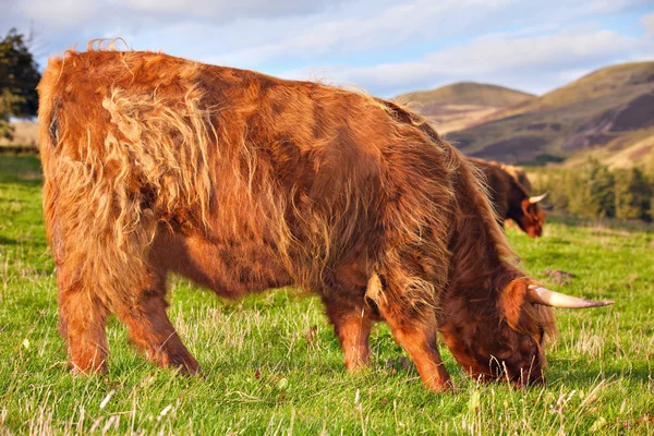 Highland angus vacă — Fotografie, imagine de stoc