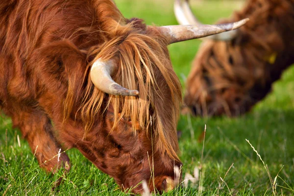 Highland angus cow — Stock Photo, Image