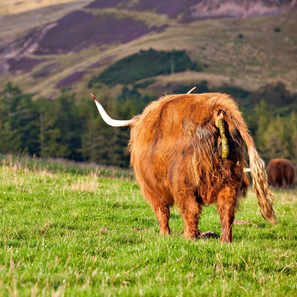 Горноангусская корова — стоковое фото