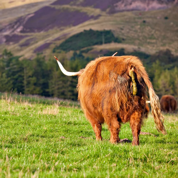 Vaca angus das terras altas — Fotografia de Stock