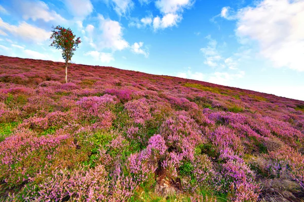Hill slope covered by violet heather flowers and owan-tree — Stock Photo, Image
