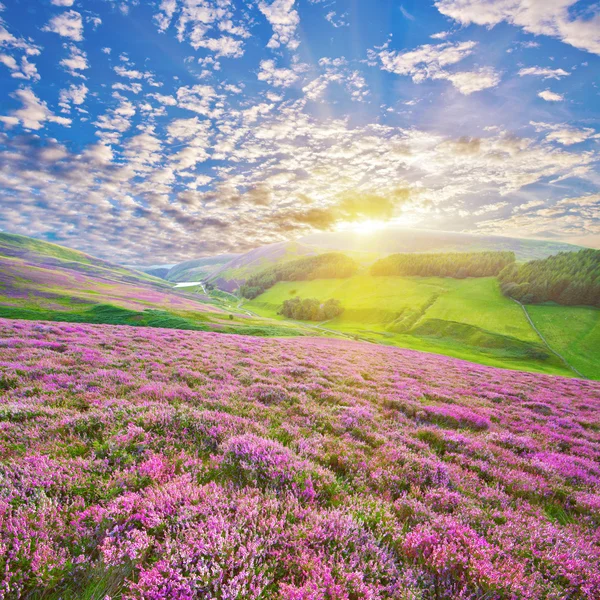 Farbenfroher Hügelhang mit violetten Heidekrautblüten bedeckt — Stockfoto