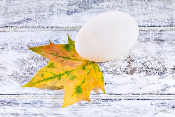 Duck egg and yellow maple leaf — Stock Photo, Image