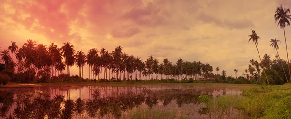 Färgglada tropiska landskap med twilight sky och palm träd ref — Stockfoto