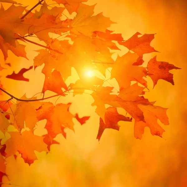 Ahornzweig im Herbst mit leuchtend lebendigen Blättern — Stockfoto