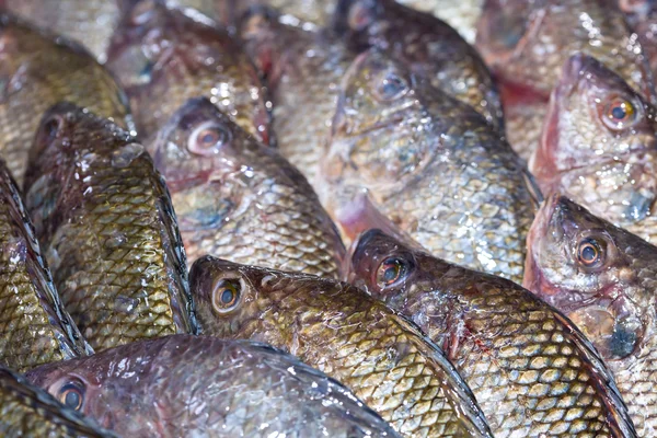 Fresh Tilapia fish aka Pla Nin on ice exposition at the seafood — Stock Photo, Image