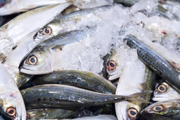 Fresh Chub mackerels, sea fish on ice exposition at the seafood — Stock Photo, Image