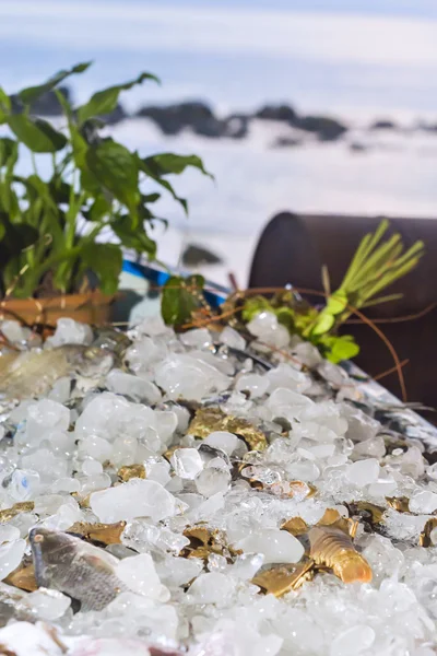 Various fresh seafood on ice exposition at the outdoor restauran — Stock Photo, Image