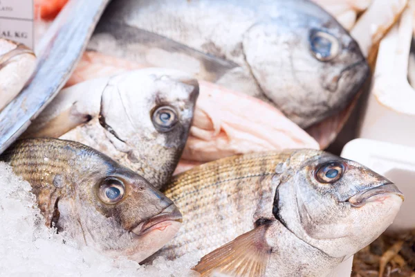 Fresh fish closeup at the seafood market — Stock Photo, Image