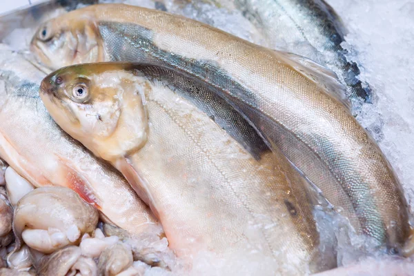 Fresh Rainbow Trout fish closeup at the seafood market — Stock Photo, Image
