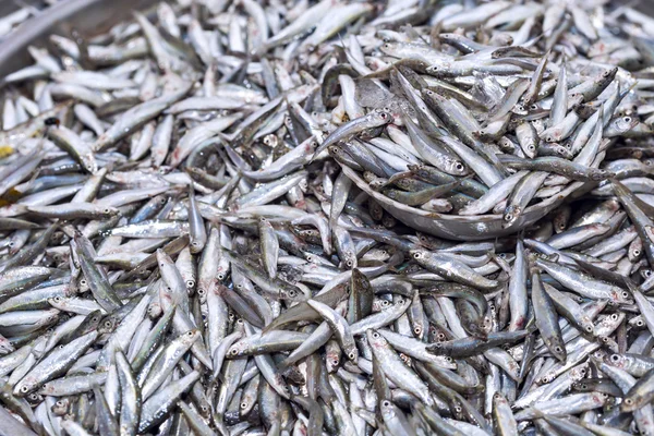Fresh anchovies fish on ice exposition at the seafood market in — Stock Photo, Image