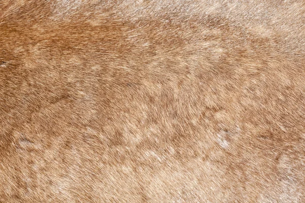 Animal fur texture — Stock Photo, Image