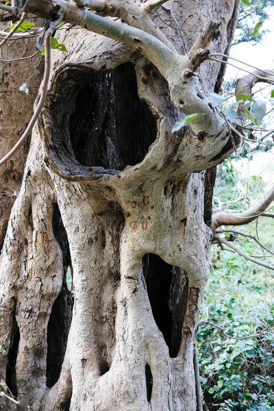 Old himalayan tree structure