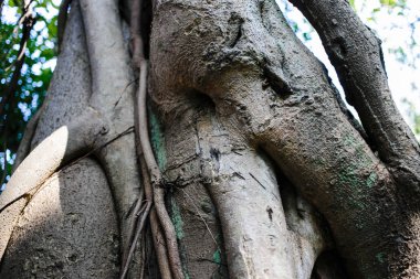 Eski Himalaya ağaç doku