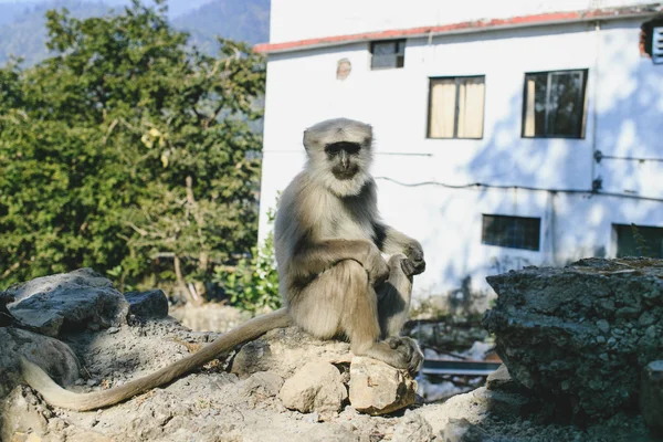 Scimmia di Hanuman, seduta sul muro, Rishikesh, India — Foto Stock