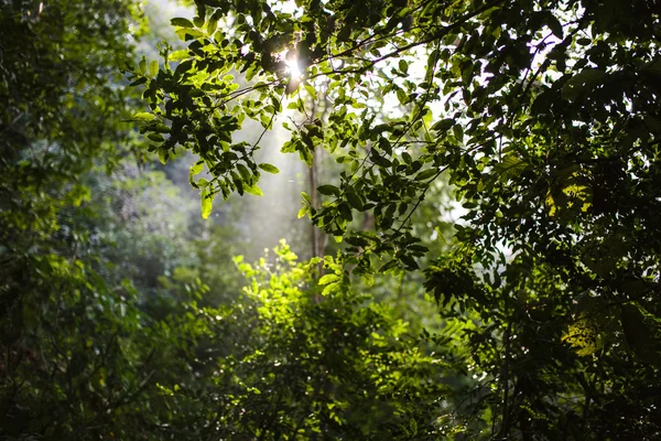 Lumière du soleil à travers la forêt, Rishikesh, Inde — Photo
