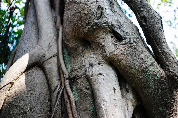 Eski Himalaya ağaç doku