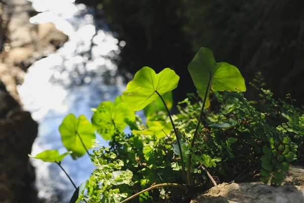 Neergarh Waterfall - famous tourist place near by Rishikesh — Stock Photo, Image