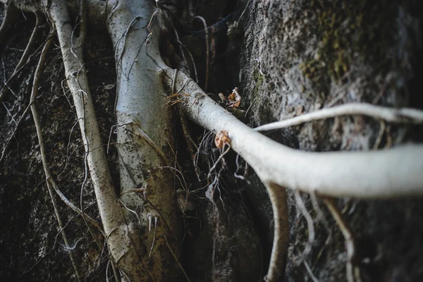 Old himalayan tree texture — Stock Photo, Image