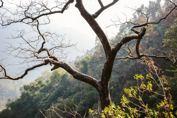 Ensamt träd i Himalayas berg, Rishikesh — Stockfoto