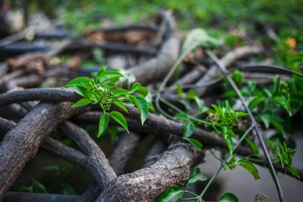 Tropical plants in Garden of Dreams park, Kathmandu, Nepal — Stock Photo, Image