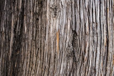 eski ağaç kabuğu dokusu