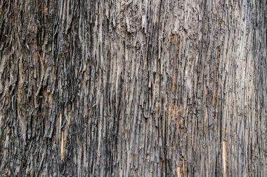 eski ağaç kabuğu dokusu