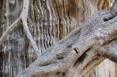 eski ağaç kabuğu dokusu