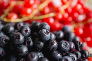 siyah ve kırmızı çilek (böğürtlen ve kırmızı cur bir arada