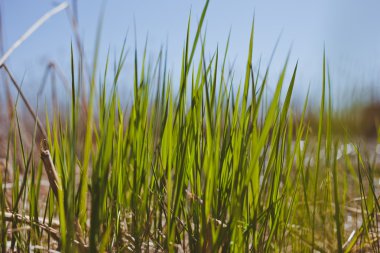 Arka plan bulanıklık ile doku doğa