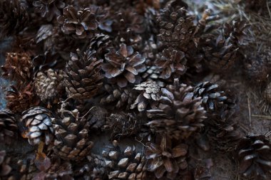 çam kozalakları doku