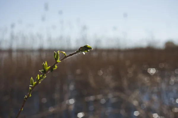 Natur-Textur mit verschwommenem Hintergrund — Stockfoto