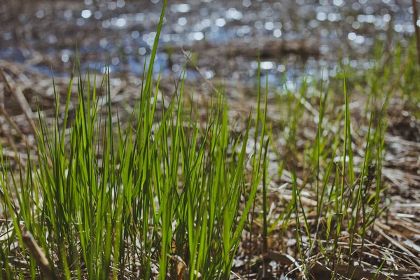 Natur-Textur mit verschwommenem Hintergrund — Stockfoto