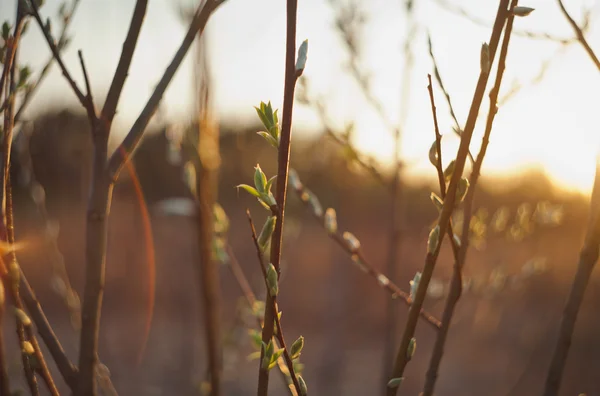 Nature texture with blurring background — Stock Photo, Image