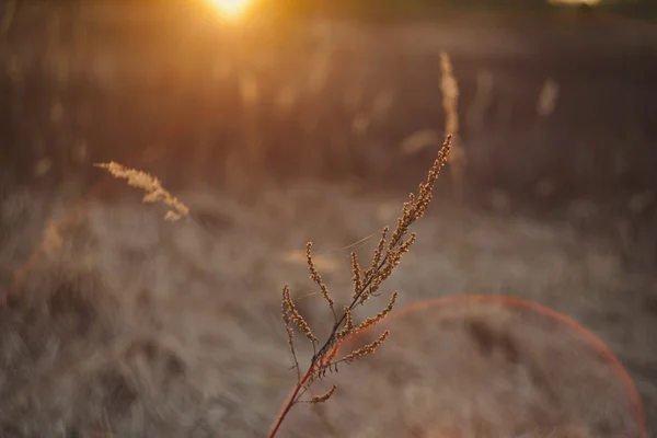 Nature texture with blurring background — Stock Photo, Image