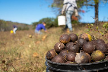 Sonbaharda siyah ceviz toplamak.
