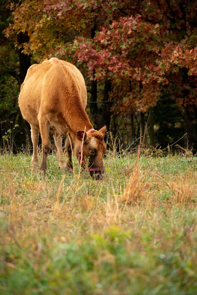 Μια Αγελάδα Που Τρέφεται Στο Βοσκότοπο — Φωτογραφία Αρχείου