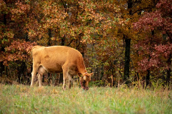 Μια Αγελάδα Που Τρέφεται Στο Βοσκότοπο — Φωτογραφία Αρχείου