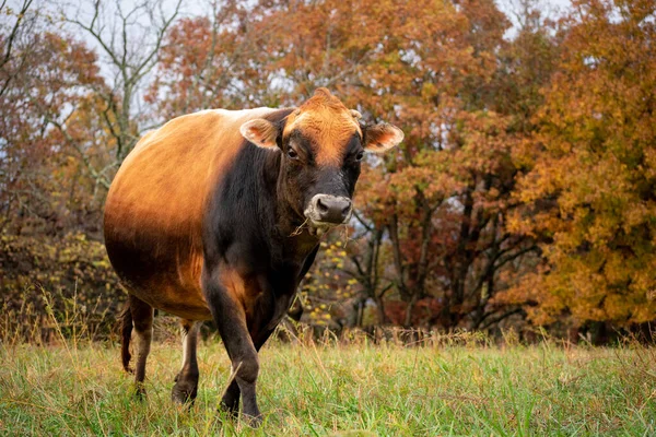 Egy Mezes Bika Sétál Ősszel — Stock Fotó