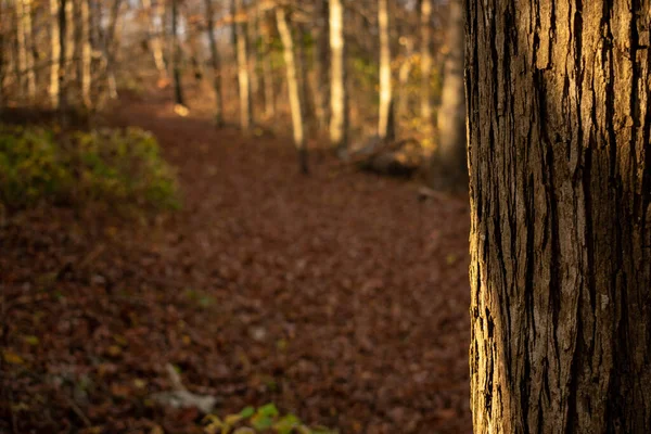 Caminho Floresta Outono — Fotografia de Stock