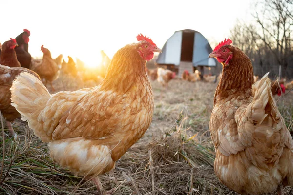 Csirkék Mozgatható Ketrec Előtt Jogdíjmentes Stock Fotók