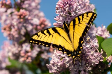 Mor leylak üzerinde sarı bir kelebek. 