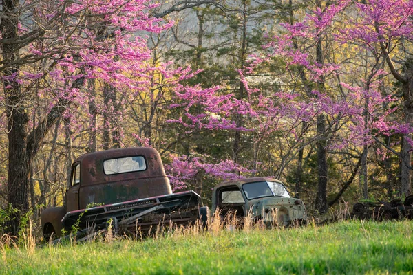 Vieux Camions Des Bourgeons Rouges Arrière Plan — Photo