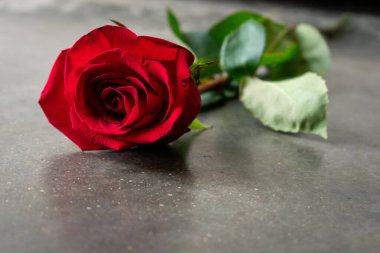 Gri tahtada kırmızı gül